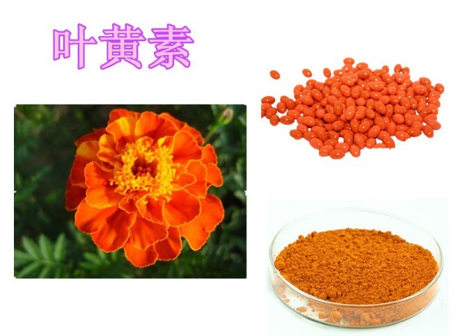 眼睛，护眼，近视，叶黄素护眼，