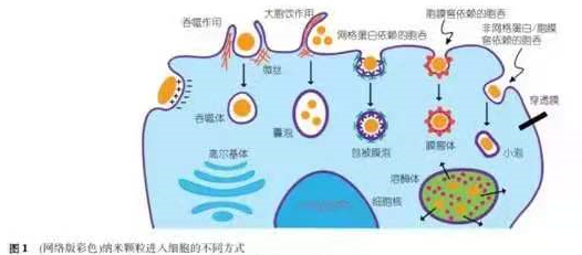 医用护目镜对抵抗新冠病毒的效用