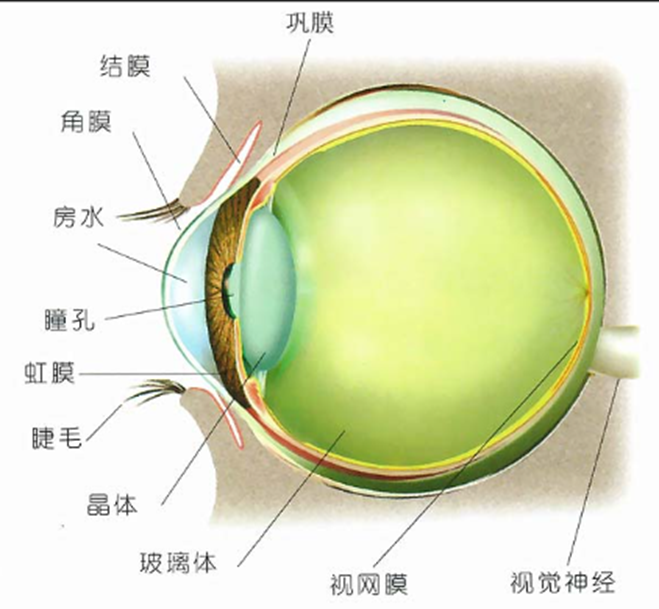 眼球调节能力